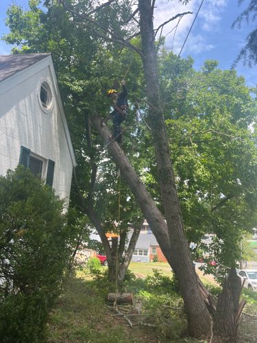  for Ricky's Tree Service & Property Care in Orange, VA