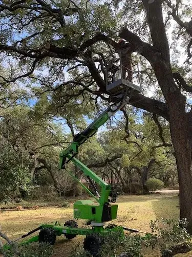 Tree Pruning for Braun Tree Service in Floresville, Texas