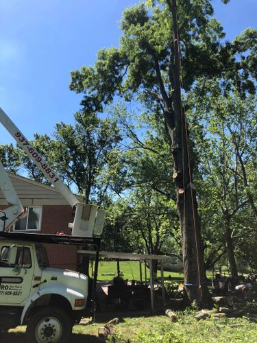 Other Services for Pro Tree Trim & Removal, Llc in Dayton, OH