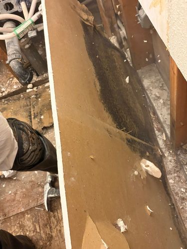 Mold Remediation for ACM Environmental in Salt Lake City, UT
