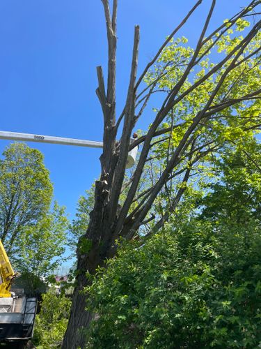 Tree Removal for Benjamin & Sons in Elmira, NY