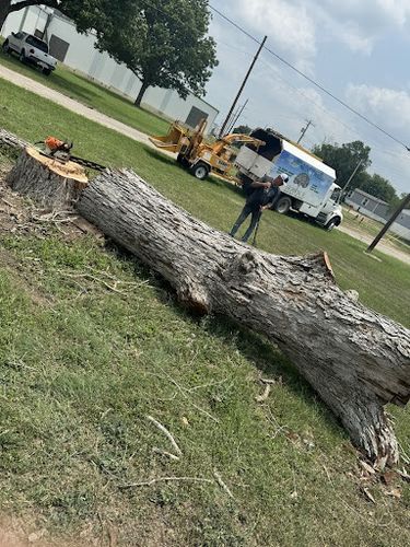 Tree Removal for Braun Tree Service in Cameron, TX