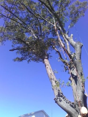  for Big Bear Tree Service in Newport News, VA