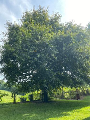 Fall and Spring Clean Up for Atwood’s Tree Care in Liberty,  KY