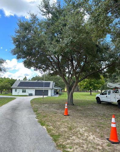 Tree Removal for A-1 Arbor Tech in Groveland, FL