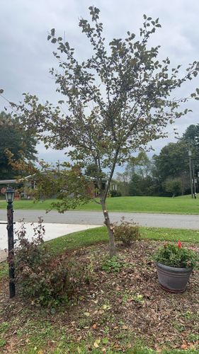 All Photos for Ramirez Tree Care in Elkin, NC