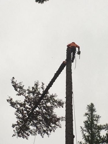 Tree Trimming for Ekstedt Tree Services in Troy, MT