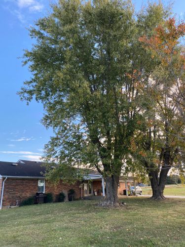 Fall and Spring Clean Up for Atwood’s Tree Care in Liberty,  KY