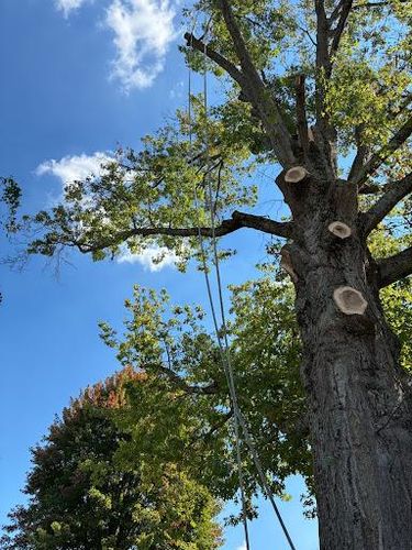  for Brocks Tree Service LLC in Rogersville, TN