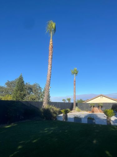 Tree Removal for A1 Junk & Tree Solutions, LLC in Paso Robles, CA