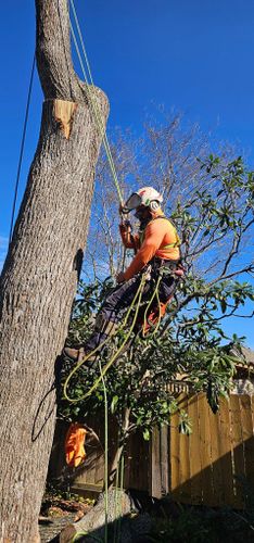  for Servin's Tree Care  in Houston, TX