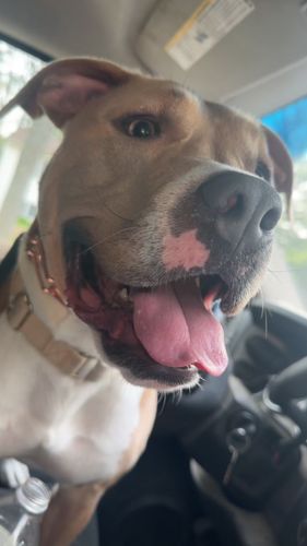 Animal Rescue for Sullivan Sanctuary of Maine in Brunswick, ME