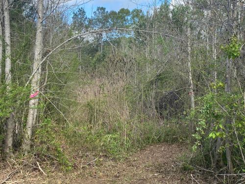 Tree Trimming & Removal for South Mississippi Land Management LLC in Columbia, Mississippi