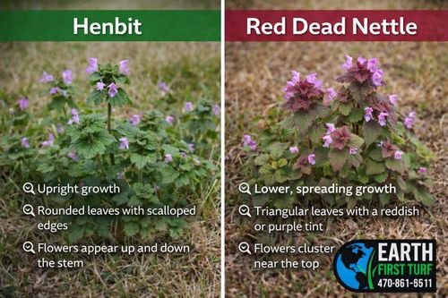 Bed Weed Control for Earth First Turf, LLC in Cherokee County, GA