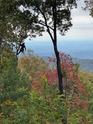 Tree Removal for Pinedown LLC in Cherokee County, GA