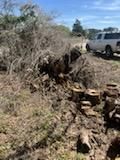 Tree & Shrub Care for Oviedo Land & Garden in Bastrop, TX