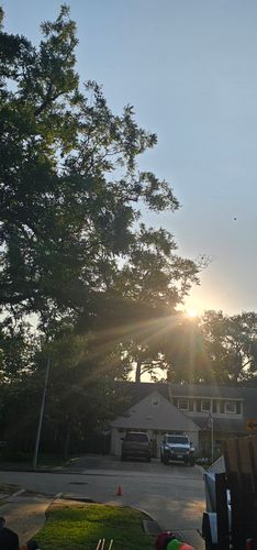  for Servin's Tree Care  in Houston, TX