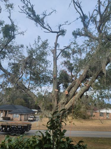 All Photos for Warners Tree Solutions in Live Oak, FL