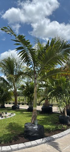 Palm Trimming for Lawn Caring Guys in Cape Coral, FL