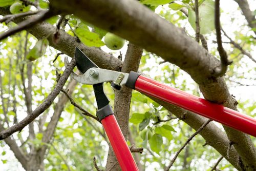  for Tree-B-Gone in Appleton, WI