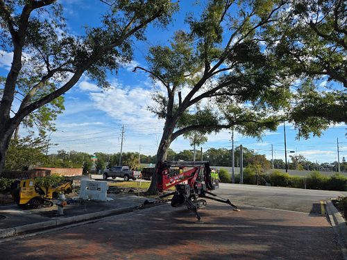 Tree Trimming for Near Me Tree Service, Inc. in DeLand, FL