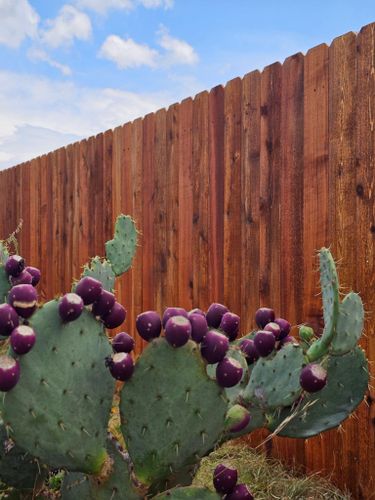 Fence Stain and seal for Ansley Staining and Exterior Works in New Braunfels, TX