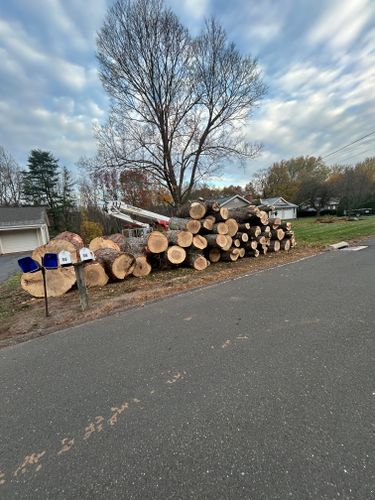 Clean Up for DC TREE in Vernon, CT