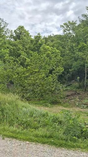 All Photos for Carpenter's Tree Service in Aurora, IN