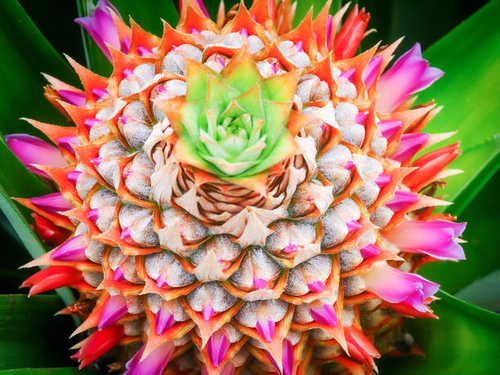 Plant Installation for Lawn Caring Guys in Cape Coral, FL