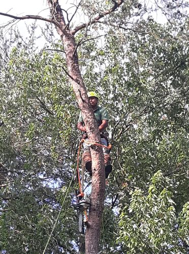 Tree Removal for Mario's Tree Service in Richmond, VA