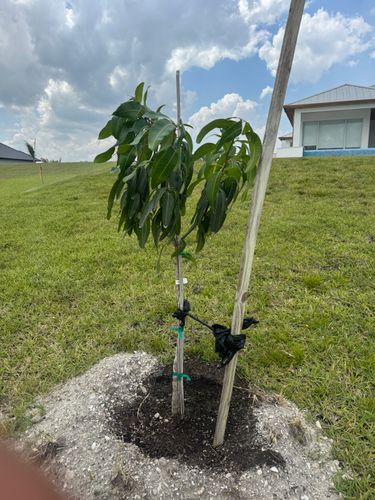 Tree Service for BH Lawn and Landscape in Fort Myers, FL