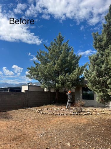 Tree Trimming and Shaping for By Faith Landscaping in Sierra Vista, AZ