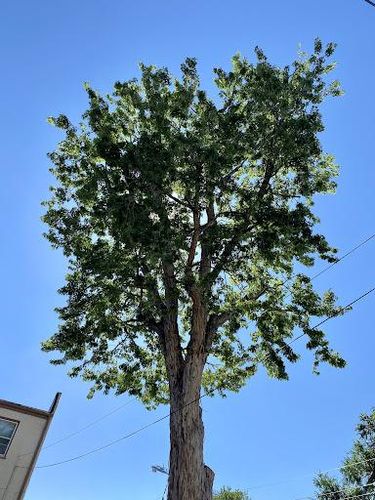 Tree Trimming for Stump Removal and Daughters in Aurora, CO