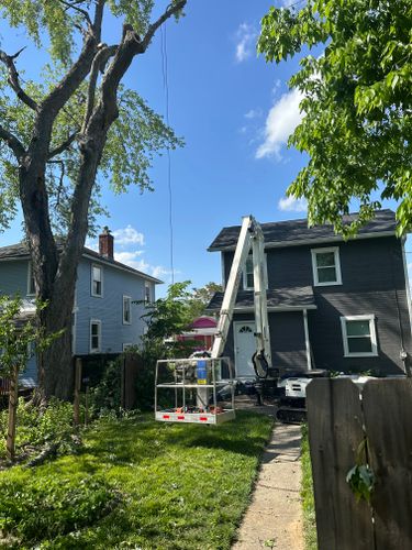 All Photos for Pro Tree Trim & Removal, Llc in Dayton, OH