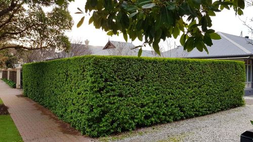 Shrub Trimming for Billiter's Tree Service, LLC in Rootstown, Ohio