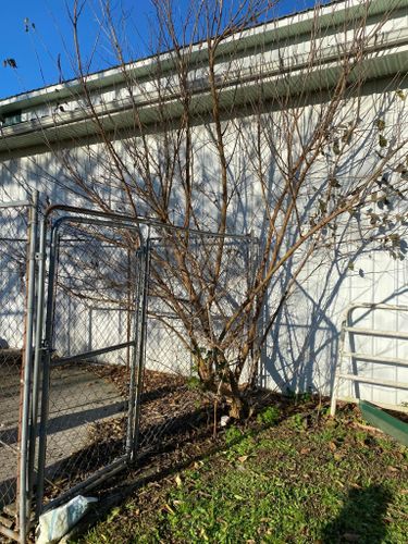 Tree Removal for Atwood’s Tree Care in Liberty,  KY