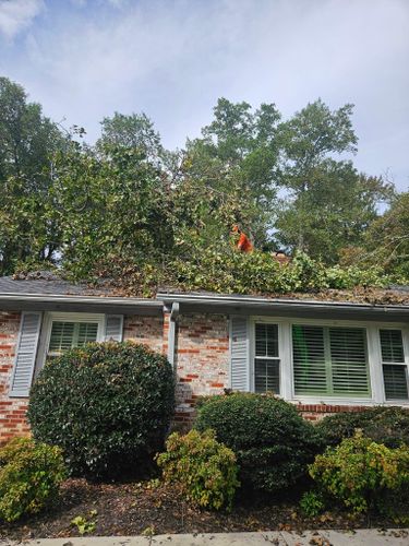  for Paradise Landscaping and Tree Service in Greenville, SC