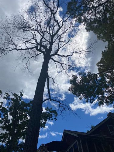 Tree Trimming for Ramirez Tree Care in Pontiac, Michigan