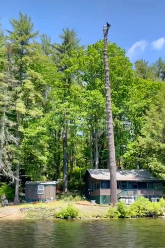 All Photos for Blue Ribbon Tree Service in Gilford, NH