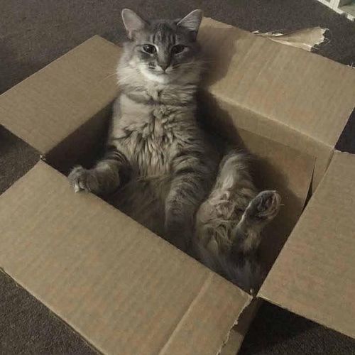 Animal Sanctuary for Sullivan Sanctuary of Maine in Brunswick, ME