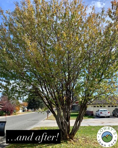 Tree Trimming for Lowry’s Lawn Care LLC in East Helena, MT