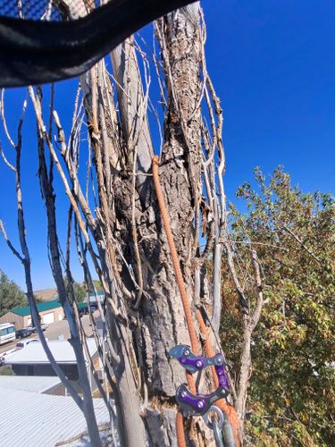 Tree Removal for Elevated Tree Care in Gillette, WY