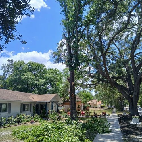 All Photos for A Southern Style Tree Service in Orlando, FL