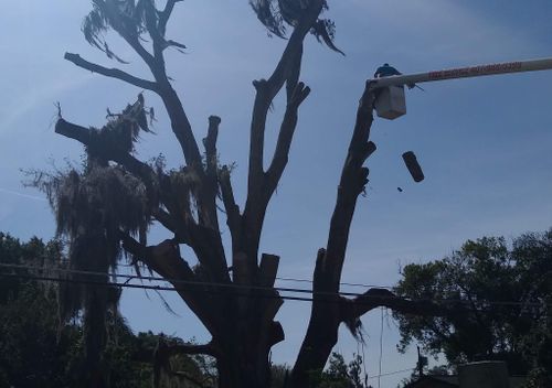 All Photos for A Southern Style Tree Service in Orlando, FL