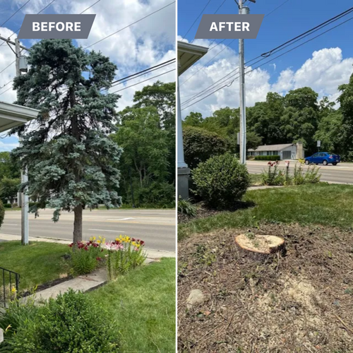 Tree Removal for Pro Tree Trim & Removal, Llc in Dayton, OH