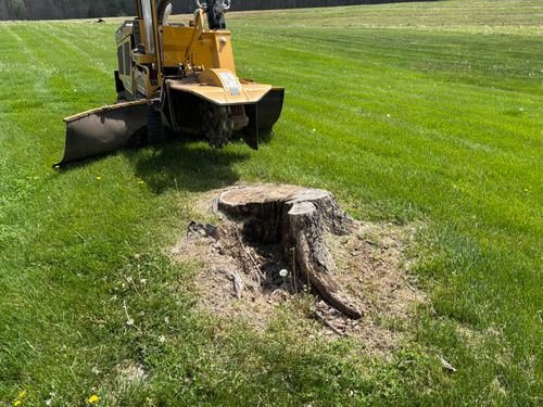 Stump Removal for Conrad's Stump Removal in Columbus, IN