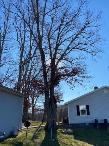 Fall and Spring Clean Up for Atwood’s Tree Care in Liberty,  KY