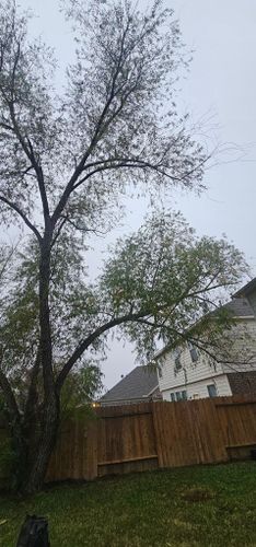  for Servin's Tree Care  in Houston, TX