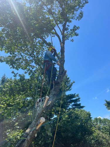  for Ricky's Tree Service & Property Care in Orange, VA