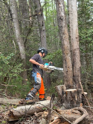 All Photos for Ramirez Tree Care in Elkin, NC